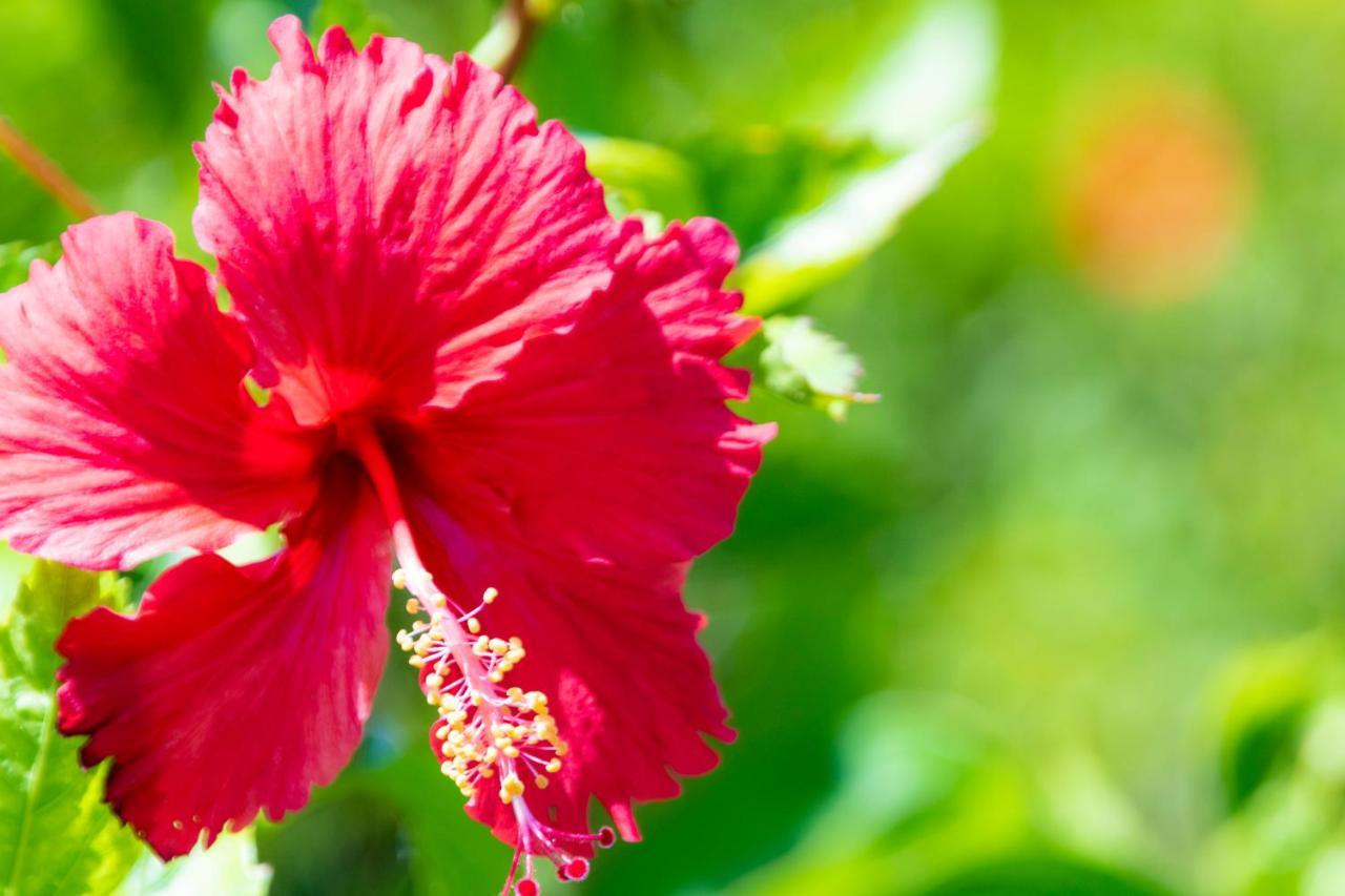 Hewitt Resort Naha Esterno foto Hibiscus